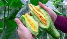 网红吃籽瓜,口感独特引热议！